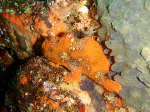 �ɓ������ʐ^�@�N���b�N�ő傫���Ȃ�܂�