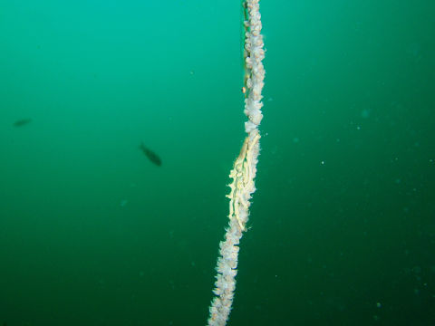 �ɓ������ʐ^�@�N���b�N�ő傫���Ȃ�܂�