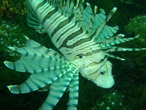 �ɓ������ʐ^�@�N���b�N�ő傫���Ȃ�܂�