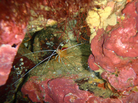 �ɓ������ʐ^�@�N���b�N�ő傫���Ȃ�܂�