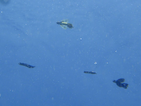 �ɓ������ʐ^�@�N���b�N�ő傫���Ȃ�܂�