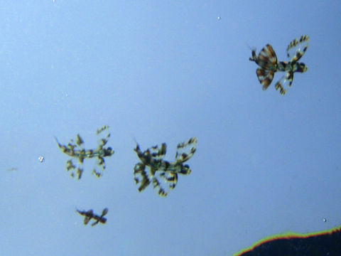 �ɓ������ʐ^�@�N���b�N�ő傫���Ȃ�܂�