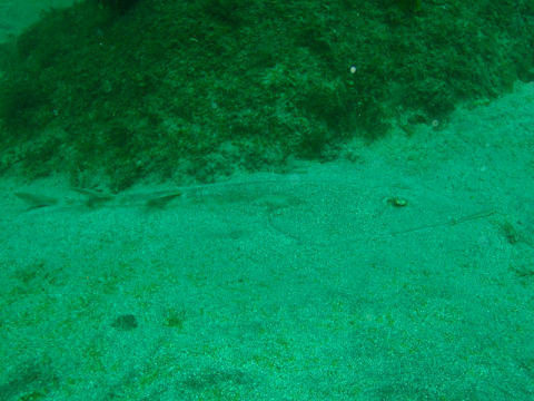 �ɓ������ʐ^�@�N���b�N�ő傫���Ȃ�܂�