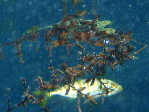 �ɓ������ʐ^�@�N���b�N�ő傫���Ȃ�܂�