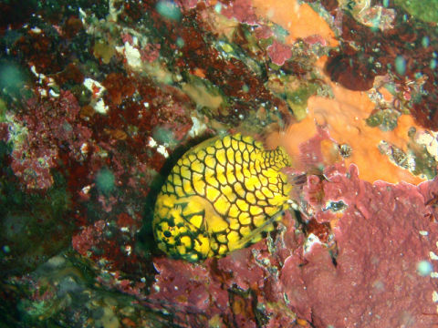 �ɓ������ʐ^�@�N���b�N�ő傫���Ȃ�܂�