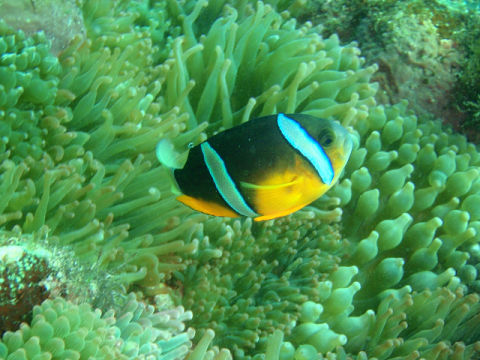 �ɓ������ʐ^�@�N���b�N�ő傫���Ȃ�܂�