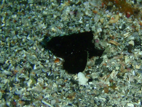 �ɓ������ʐ^�@�N���b�N�ő傫���Ȃ�܂�