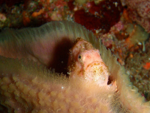 �ɓ������ʐ^�@�N���b�N�ő傫���Ȃ�܂�