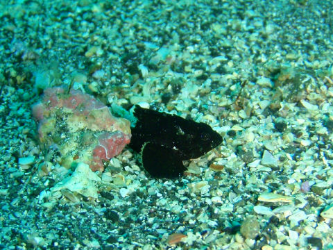 �ɓ������ʐ^�@�N���b�N�ő傫���Ȃ�܂�