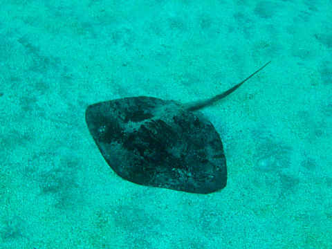 �ɓ������ʐ^�@�N���b�N�ő傫���Ȃ�܂�