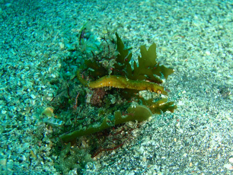 �ɓ������ʐ^�@�N���b�N�ő傫���Ȃ�܂�