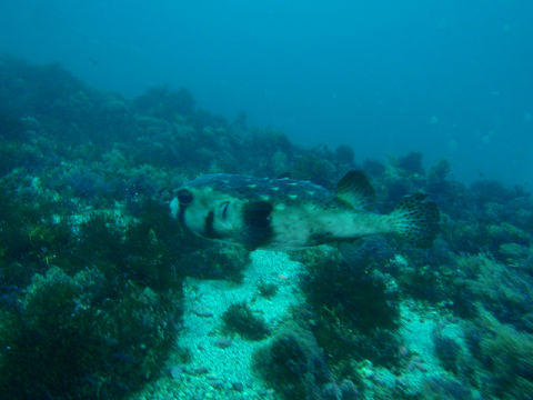 �ɓ������ʐ^�@�N���b�N�ő傫���Ȃ�܂�