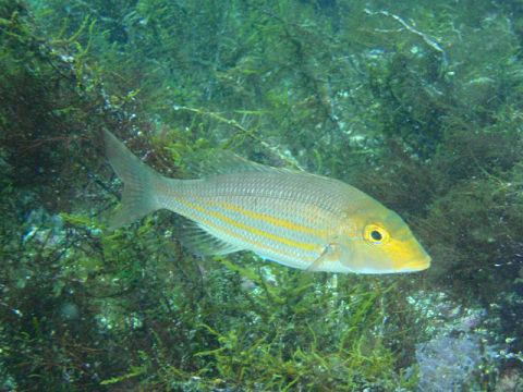 �ɓ������ʐ^�@�N���b�N�ő傫���Ȃ�܂�