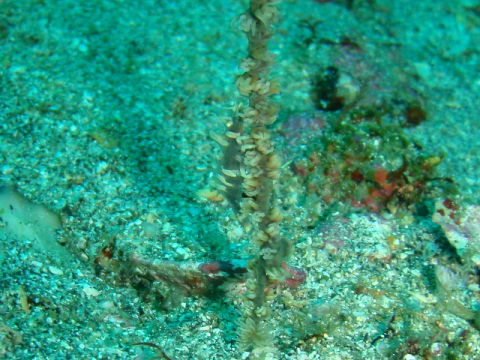 �ɓ������ʐ^�@�N���b�N�ő傫���Ȃ�܂�