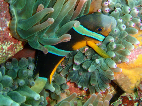 �ɓ������ʐ^�@�N���b�N�ő傫���Ȃ�܂�