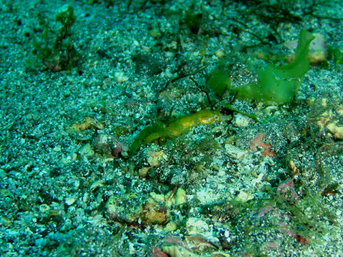 �ɓ������ʐ^�@�N���b�N�ő傫���Ȃ�܂�