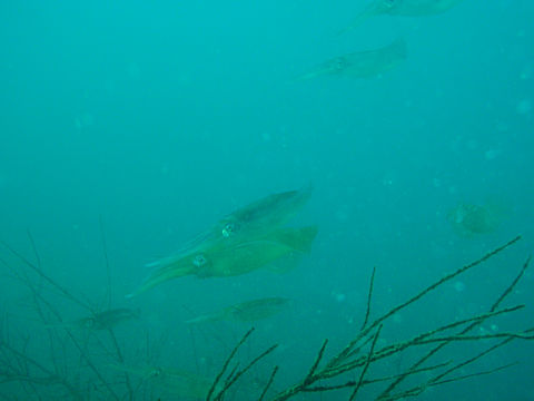 �ɓ������ʐ^�@�N���b�N�ő傫���Ȃ�܂�