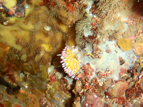 �ɓ������ʐ^�@�N���b�N�ő傫���Ȃ�܂�