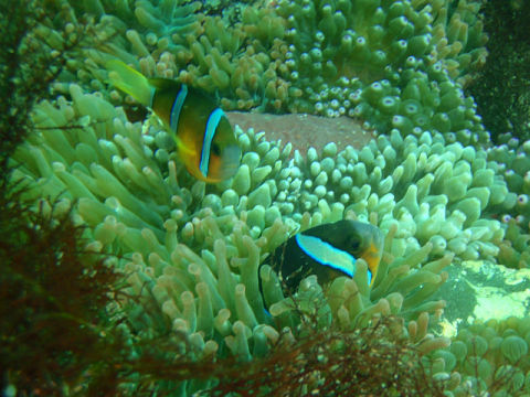 �ɓ������ʐ^�@�N���b�N�ő傫���Ȃ�܂�