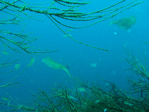 �ɓ������ʐ^�@�N���b�N�ő傫���Ȃ�܂�