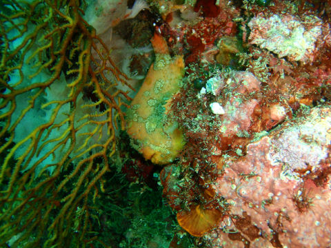 �ɓ������ʐ^�@�N���b�N�ő傫���Ȃ�܂�