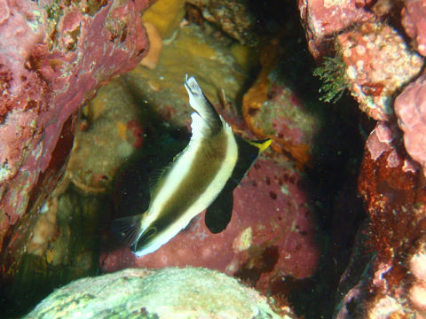 �ɓ������ʐ^�@�N���b�N�ő傫���Ȃ�܂�