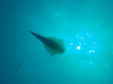 �ɓ������ʐ^�@�N���b�N�ő傫���Ȃ�܂�