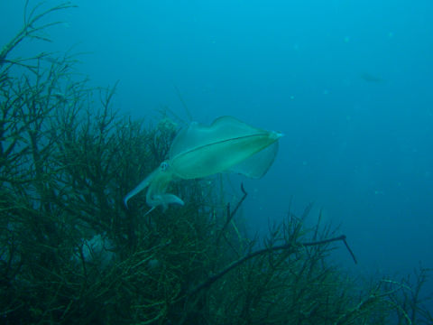 �ɓ������ʐ^�@�N���b�N�ő傫���Ȃ�܂�