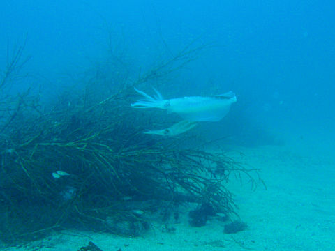 �ɓ������ʐ^�@�N���b�N�ő傫���Ȃ�܂�