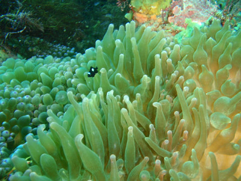 �ɓ������ʐ^�@�N���b�N�ő傫���Ȃ�܂�