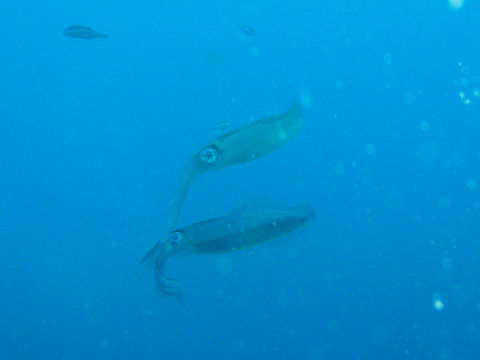 �ɓ������ʐ^�@�N���b�N�ő傫���Ȃ�܂�