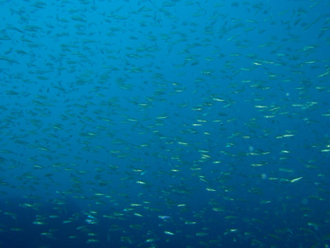 �ɓ������ʐ^�@�N���b�N�ő傫���Ȃ�܂�