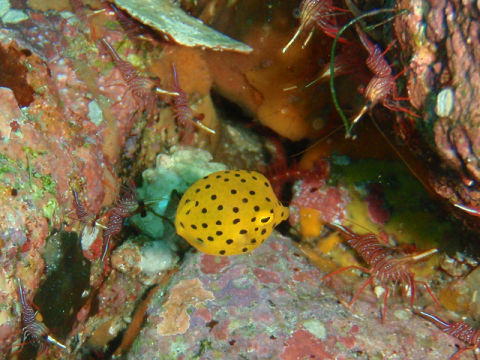 �ɓ������ʐ^�@�N���b�N�ő傫���Ȃ�܂�