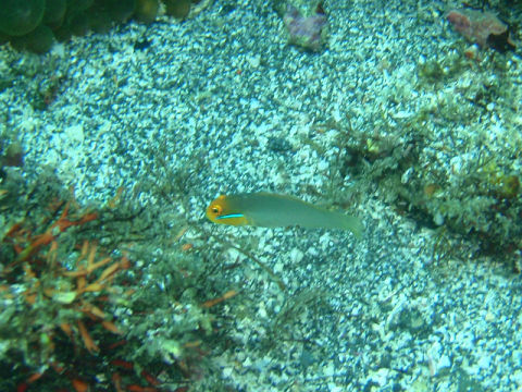 �ɓ������ʐ^�@�N���b�N�ő傫���Ȃ�܂�