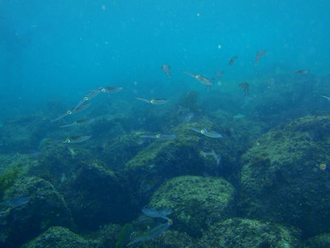 �ɓ������ʐ^�@�N���b�N�ő傫���Ȃ�܂�