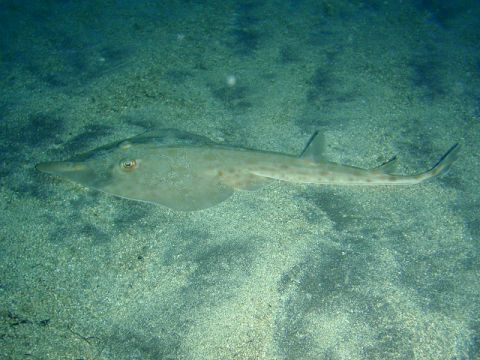 �ɓ������ʐ^�@�N���b�N�ő傫���Ȃ�܂�