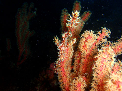 �ɓ������ʐ^�@�N���b�N�ő傫���Ȃ�܂�