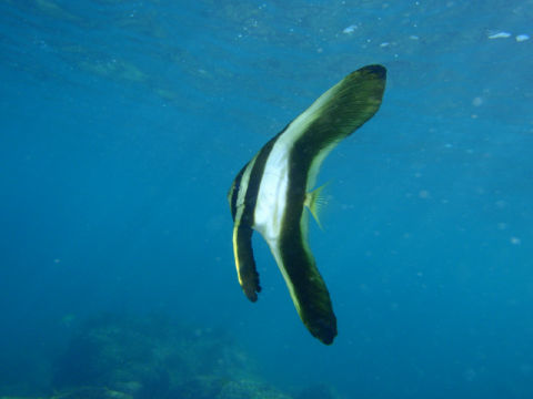 �ɓ������ʐ^�@�N���b�N�ő傫���Ȃ�܂�