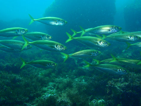 �ɓ������ʐ^�@�N���b�N�ő傫���Ȃ�܂�