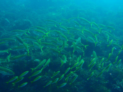 �ɓ������ʐ^�@�N���b�N�ő傫���Ȃ�܂�