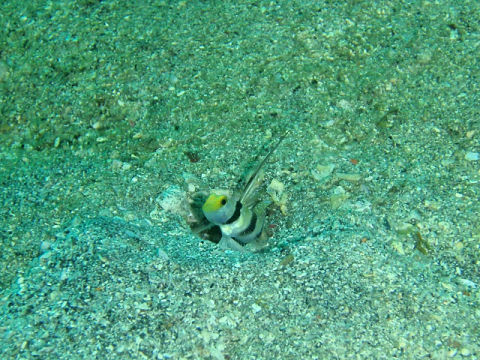 �ɓ������ʐ^�@�N���b�N�ő傫���Ȃ�܂�