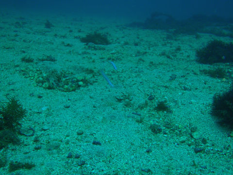 �ɓ������ʐ^�@�N���b�N�ő傫���Ȃ�܂�