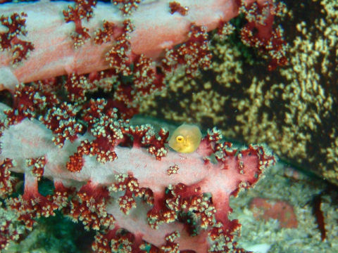 �ɓ������ʐ^�@�N���b�N�ő傫���Ȃ�܂�