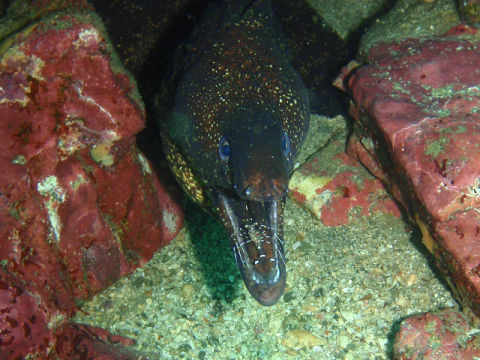 �ɓ������ʐ^�@�N���b�N�ő傫���Ȃ�܂�