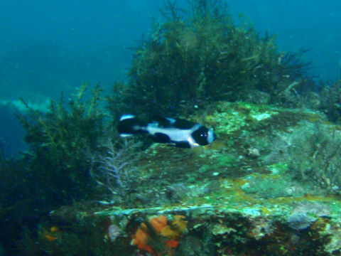 �ɓ������ʐ^�@�N���b�N�ő傫���Ȃ�܂�