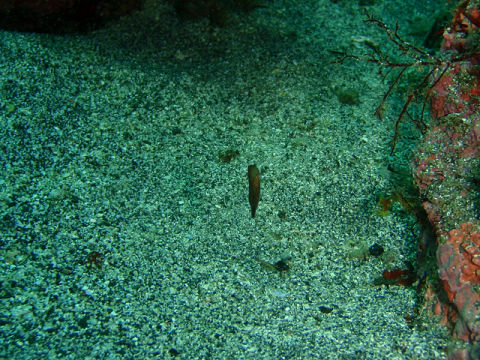 �ɓ������ʐ^�@�N���b�N�ő傫���Ȃ�܂�