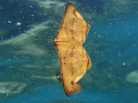 �ɓ������ʐ^�@�N���b�N�ő傫���Ȃ�܂�