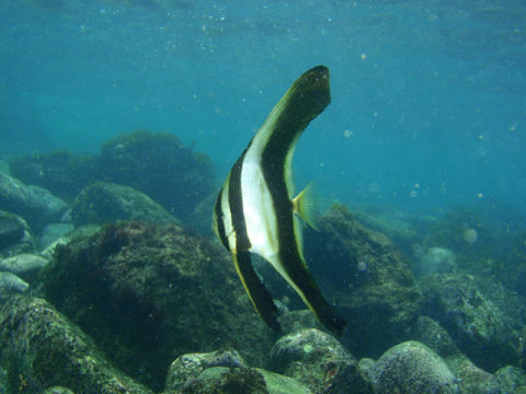 �ɓ������ʐ^�@�N���b�N�ő傫���Ȃ�܂�