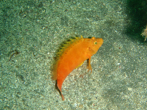 �ɓ������ʐ^�@�N���b�N�ő傫���Ȃ�܂�