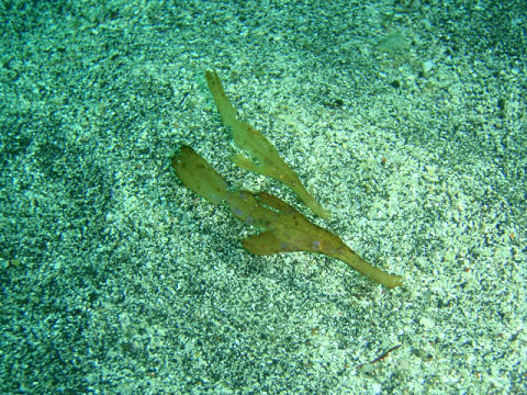 �ɓ������ʐ^�@�N���b�N�ő傫���Ȃ�܂�